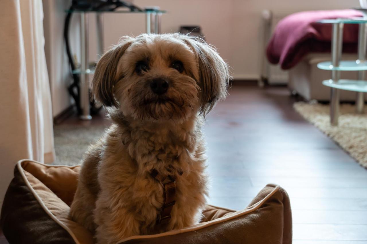 Fewo Harzer Weitblick, Hunde Willkommen, W-Lan, 2X Smart Tv, Dtv 4 Sterne, 4 Pfoten Braunlage Extérieur photo